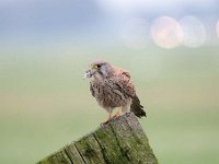 Falco tinnunculus 163,Torenvalk, Saxifraga-Luuk Vermeer