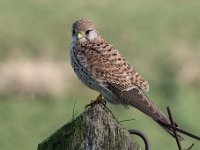 Falco tinnunculus 170,Torenvalk, Saxifraga-Luuk Vermeer