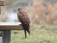 Falco tinnunculus 178,Torenvalk, Saxifraga-Luuk Vermeer