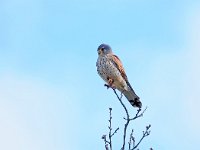 Falco tinnunculus 192, Torenvalk, Saxifraga-Hans Dekker