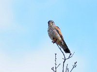 Falco tinnunculus 193, Torenvalk, Saxifraga-Hans Dekker