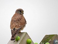 Falco tinnunculus 200, Torenvalk, Saxifraga-Hans Dekker