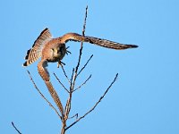 Falco tinnunculus 207,Torenvalk, Saxifraga-Hans Dekker