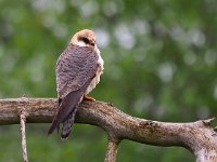 Falco vespertinus 29, Roodpootvalk, Saxifraga-Hans Dekker