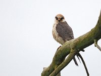 Falco vespertinus 30, Roodpootvalk, Saxifraga-Hans Dekker