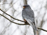 Falco vespertinus 39, Roodpootvalk, Saxifraga-Tom Heijnen