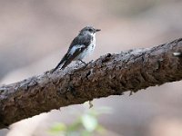 Ficedula hypoleuca 35, Bonte vliegenvanger, Saxifraga-Luuk Vermeer