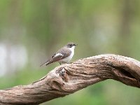 Ficedula hypoleuca 44, Bonte vliegenvanger, Saxifraga-Luuk Vermeer