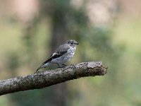 Ficedula hypoleuca 51, Bonte vliegenvanger, Saxifraga-Luuk Vermeer