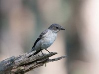 Ficedula hypoleuca 54, Bonte vliegenvanger, Saxifraga-Luuk Vermeer