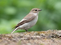 Ficedula hypoleuca 64, Bonte vliegenvanger, Saxifraga-Luuk Vermeer