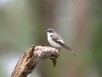 Ficedula hypoleuca 65, Bonte vliegenvanger, Saxifraga-Luuk Vermeer