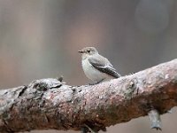 Ficedula hypoleuca 67, Bonte vliegenvanger, Saxifraga-Luuk Vermeer