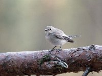 Ficedula hypoleuca 72, Bonte vliegenvanger, Saxifraga-Luuk Vermeer