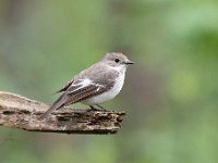 Ficedula hypoleuca 73, Bonte vliegenvanger, Saxifraga-Luuk Vermeer