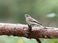 Ficedula hypoleuca 74, Bonte vliegenvanger, Saxifraga-Luuk Vermeer