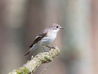 Ficedula hypoleuca 78, Bonte vliegenvanger, Saxifraga-Luuk Vermeer