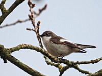 Ficedula hypoleuca 83, Bonte vliegenvanger, Saxifraga-Hans Dekker