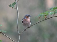 Fringilla coelebs 100, Vink, Saxifaga-Luuk Vermeer