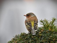 Fringilla coelebs 102, Vink, Saxifaga-Luuk Vermeer