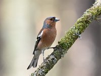 Fringilla coelebs 104, Vink, Saxifaga-Luuk Vermeer