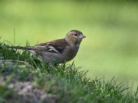 Fringilla coelebs 106, Vink, Saxifaga-Luuk Vermeer