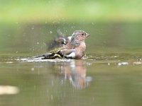 Fringilla coelebs 110, Vink, Saxifaga-Luuk Vermeer