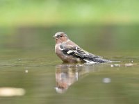 Fringilla coelebs 112, Vink, Saxifaga-Luuk Vermeer