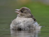 Fringilla coelebs 114, Vink, Saxifaga-Luuk Vermeer