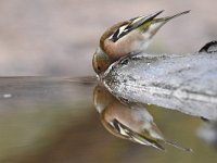 Fringilla coelebs 119, Vink, Saxifaga-Luuk Vermeer