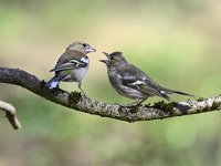 Fringilla coelebs 121, Vink, Saxifaga-Luuk Vermeer