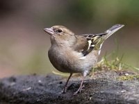 Fringilla coelebs 128, Vink, Saxifraga-Bart Vastenhouw