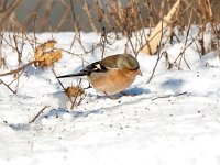 Fringilla coelebs 134, Vink, Saxifraga-Bart Vastenhouw