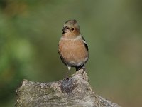 Fringilla coelebs 57, Vink, Saxifaga-Luuk Vermeer