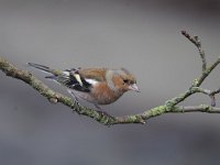 Fringilla coelebs 58, Vink, Saxifaga-Luuk Vermeer