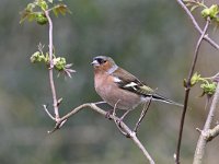 Fringilla coelebs 62, Vink, Saxifaga-Luuk Vermeer