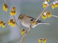 Fringilla coelebs 64, Vink, Saxifaga-Luuk Vermeer