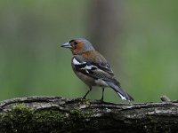 Fringilla coelebs 68, Vink, Saxifaga-Luuk Vermeer