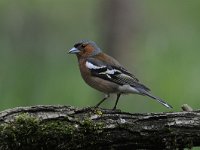 Fringilla coelebs 69, Vink, Saxifaga-Luuk Vermeer