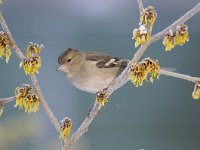 Fringilla coelebs 70, Vink, Saxifaga-Luuk Vermeer