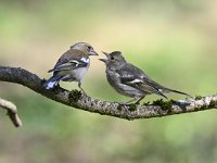 Fringilla coelebs 71, Vink, Saxifaga-Luuk Vermeer