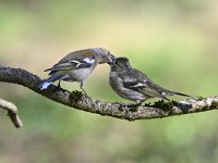 Fringilla coelebs 72, Vink, Saxifaga-Luuk Vermeer