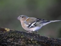 Fringilla coelebs 74, Vink, Saxifaga-Luuk Vermeer