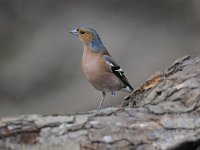 Fringilla coelebs 78, Vink, Saxifaga-Luuk Vermeer