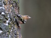 Fringilla coelebs 80, Vink, Saxifaga-Luuk Vermeer