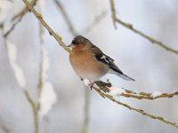 Fringilla coelebs 83, Vink, Saxifaga-Luuk Vermeer