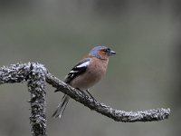 Fringilla coelebs 86, Vink, Saxifaga-Luuk Vermeer