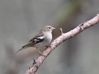 Fringilla coelebs 95, Vink, Saxifaga-Luuk Vermeer