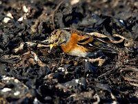 Fringilla montifringilla 88, Keep, Saxifraga-Bart Vastenhouw.jpg