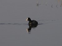 Fulica atra 51, Meerkoet, Saxifraga-Luuk Vermeer